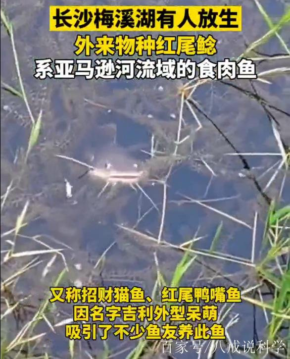 香港澳门研究生资料网站和放生2.5万斤外来鲇鱼与放生鲇鱼的功德