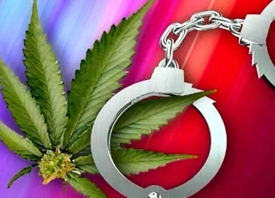 2025最新免费资料大全和糖果检出大麻成分与